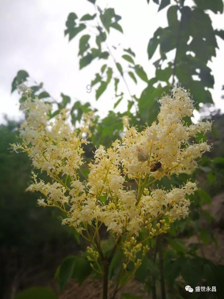 探索奇妙世界,尽在黄精和板栗能一起煮粥吗?蜗牛问答平台